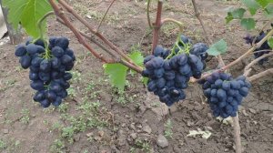 Виноград Краса Балок 2020г.