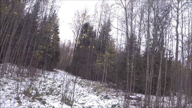 Охота с русскими гончими 10.10.24г. Сегодня заполевали.