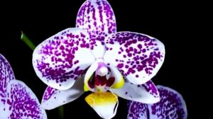 DS 60/1  : Domсметки #СМЕТЫ #СМЕТЧИК# ОТДЫХ #МУЗЫКА# ЦВЕТЫ#