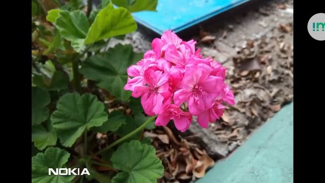 Nokia 3.1 | Review en español смотреть онлайн