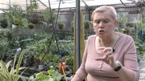 Каланхоэ декоративный и лекарственный.