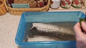 Засолка рыбы перед копчением в домашних условиях (очень вкусно)