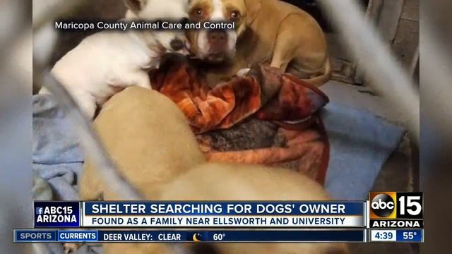 Four-legged friends trying to find furr-ever home, together смотреть онлайн
