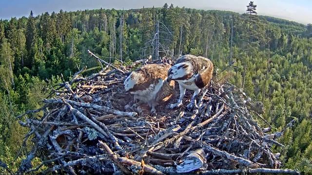 A chick and his fans смотреть онлайн