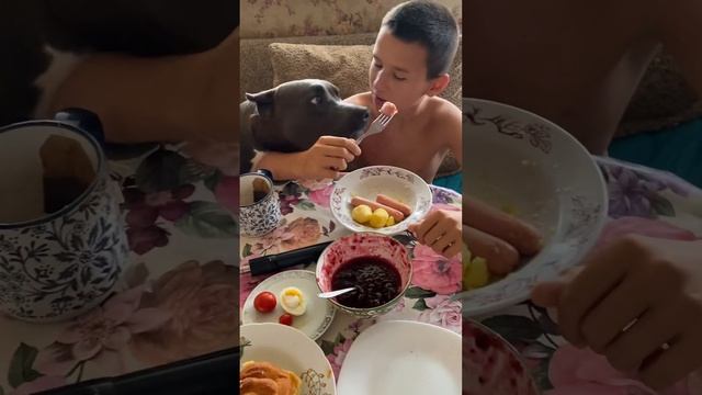 🥰Секвойя+Кирилл🥰 свободные щенки 89832559236 смотреть онлайн