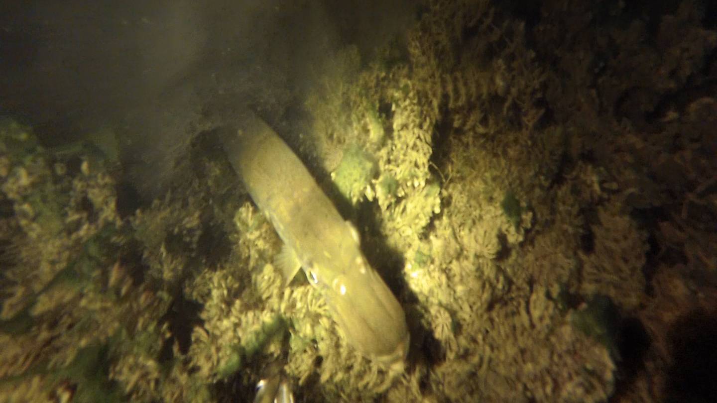 Подводная охота - щука, карп и судак смотреть онлайн