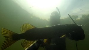 Подводная охота на щуку Хороший прозрак