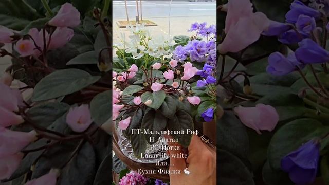 ПТ-Мальдивский Риф, Н-Аватар, РС-Нотки, Lunar Lily White и.... Кухня Фиалки 🐇 смотреть онлайн