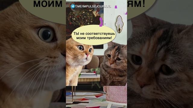 Не те ожидания #мыкотики #вмем #разговор #анекдот #шутки #кот #юмор #смешное #прикольно #мемы смотреть онлайн
