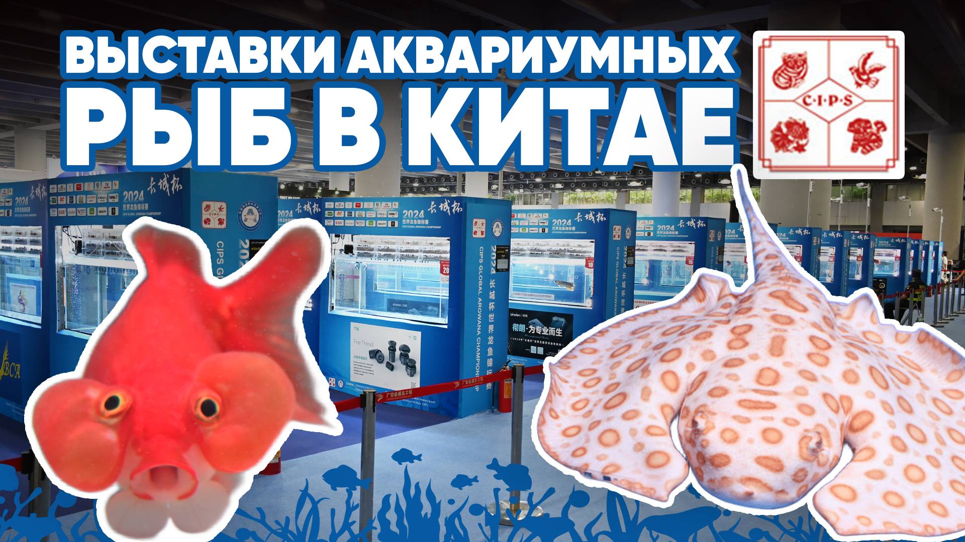 🏆 Выставки аквариумных рыб в Китае. Кубок Великой Китайской стены на CIPS. смотреть онлайн