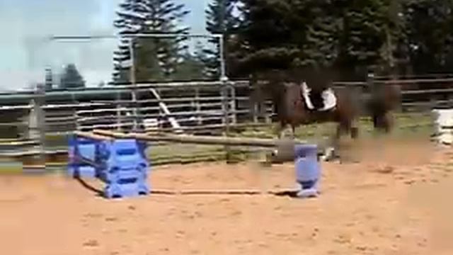 For Sale AWS gelding Commander free jump clip.wmv смотреть онлайн
