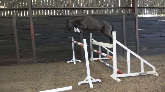 2016 DIAMANT DE SEMILLY X BENTLEY VD HEFFINCK смотреть онлайн