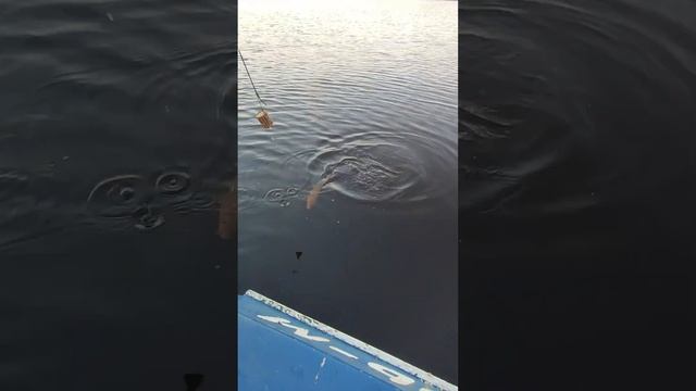 рыбалка на Леща. Лещ монстр