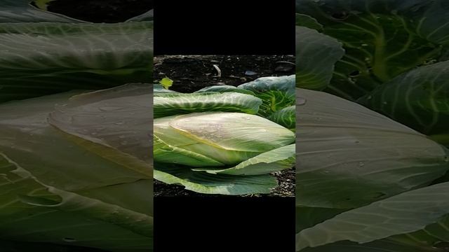 Белокочанная капуста "Колобок" Мой урожай 2024г. смотреть онлайн