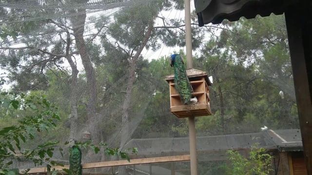 Павлин и черепаха в зоопарке Антальи [Peacock and turtle in Antalya Zoo] смотреть онлайн