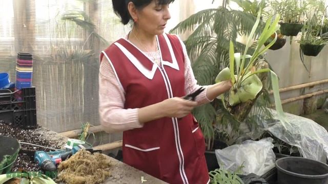 Сезон размножения. Платицериум.