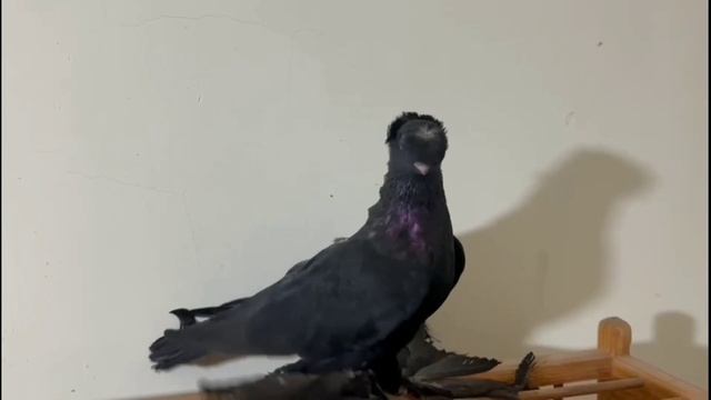 Я с 1 до 100 Лет Держу за $500,000! Двухчубые голуби. Tauben. Pigeons. Palomas. Pombos. 비둘기. смотреть онлайн