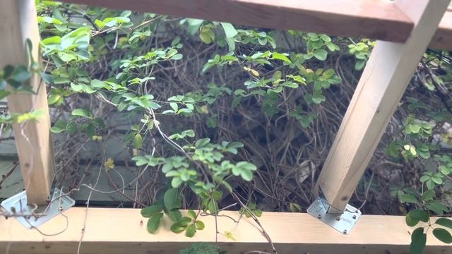 You can Build an Upcycled Window Greenhouse Yourself for the Homestead Garden. Let's take a tour! смотреть онлайн