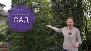 МОЙ МАЛОУХОДНЫЙ САД