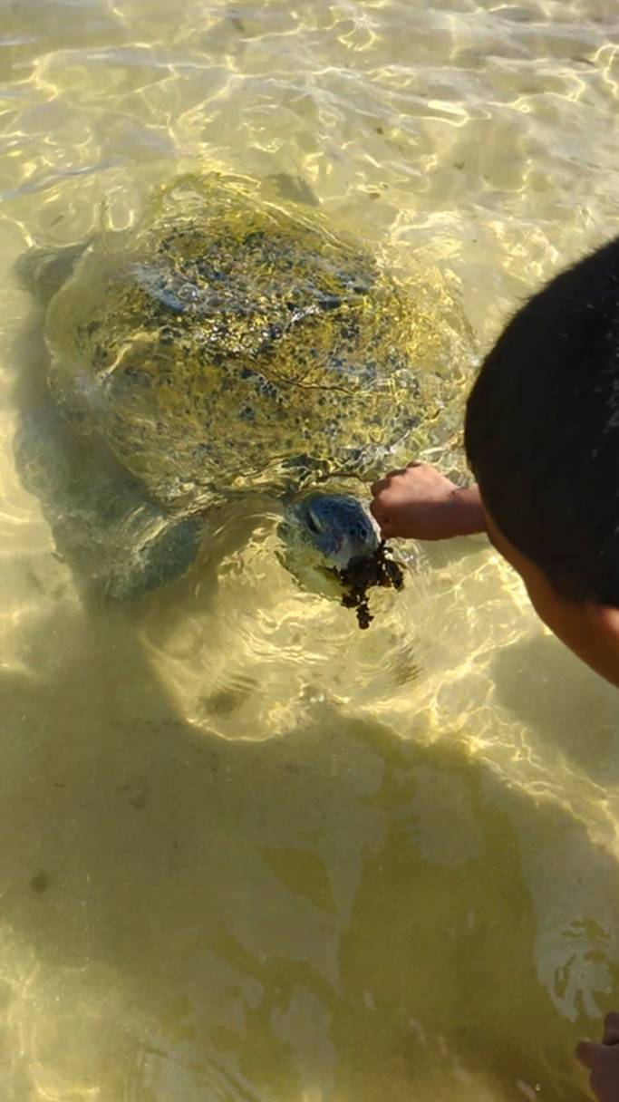 Кормление черепах на Шри-ланке пляж Хиккадува смотреть онлайн