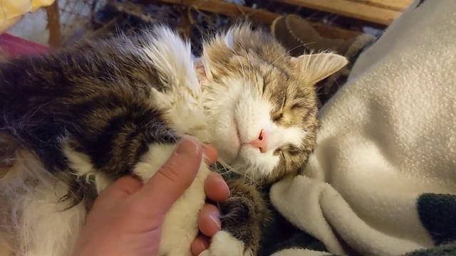 Parker's pooped from all the cleaning смотреть онлайн