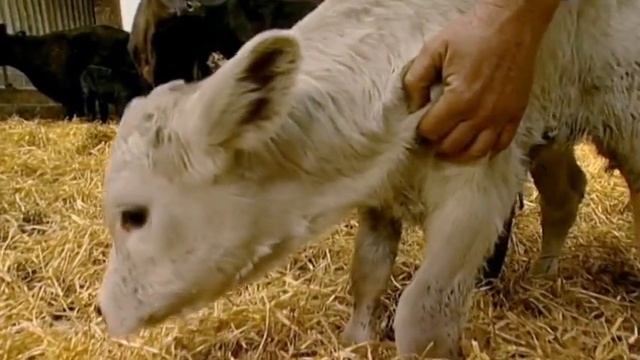 Animal Park - Feeding the Meerkats | Safari Park Documentary | Natural History Channel смотреть онлайн
