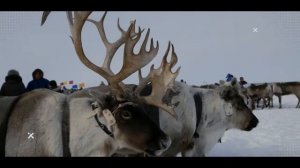 ПРИРОДА ЯМАЛА