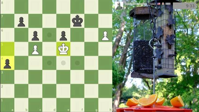 The Bobby Bird Show смотреть онлайн