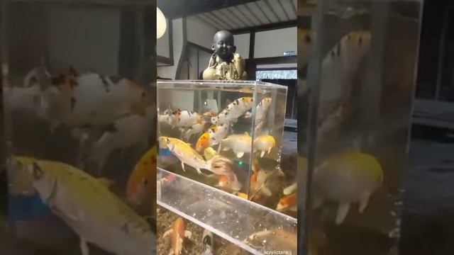 Карпы кои смотреть онлайн