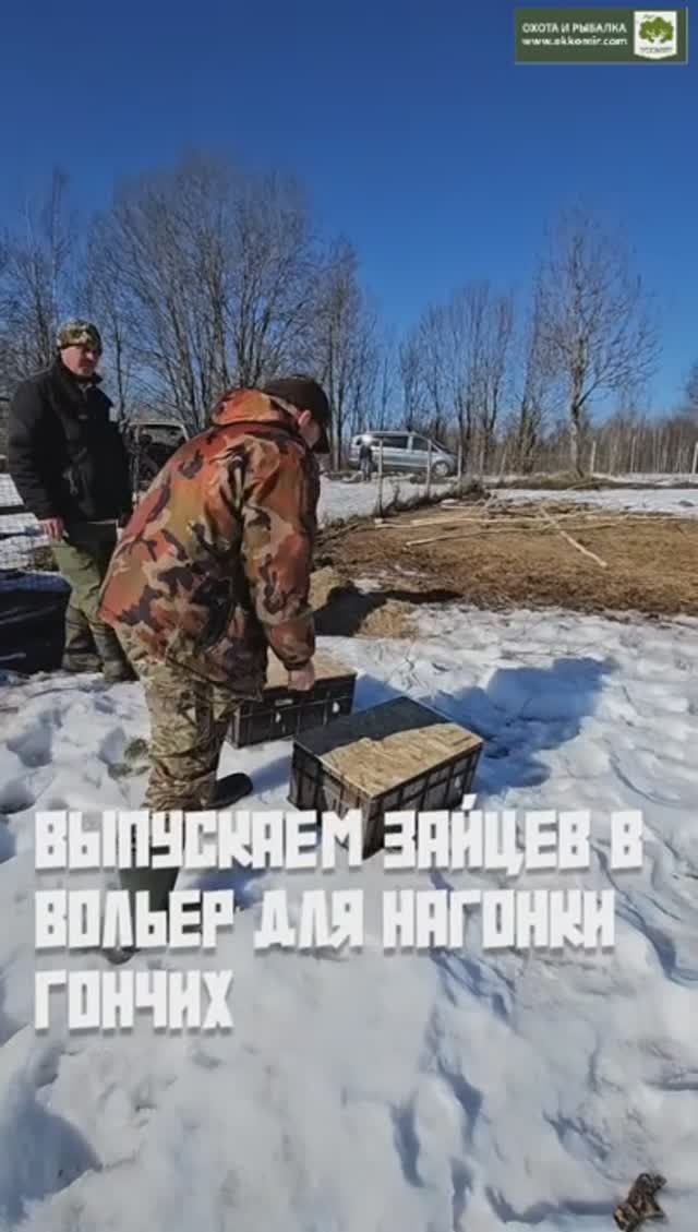 Выпускаем зайцев в вольер для нагонки гончих смотреть онлайн