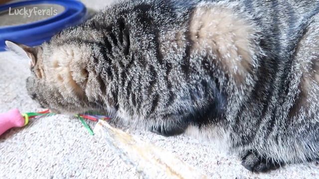 Cod Skin For Cats * S4 E 14 * Cats React смотреть онлайн
