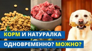 Можно ли кормить собаку сухим кормом и натуральной пищей одновременно?