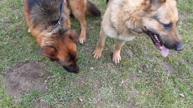 NJ mentés 2023 - Levi és Kelly смотреть онлайн