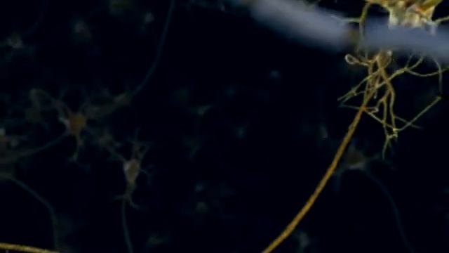 Propagation Of Action Potential