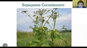 Наталия Замятина. Что нужно знать про борщевик Сосновского. Техника безопасности