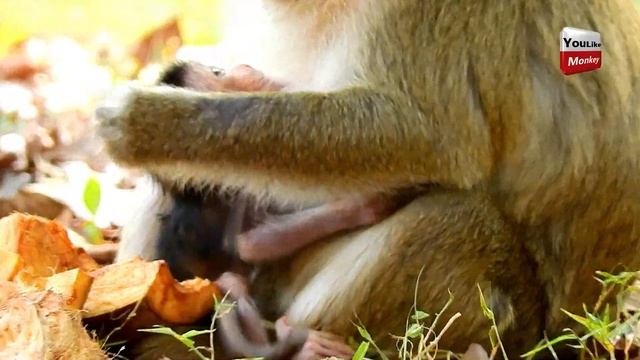 How beautiful new babies monkeys/you’ll be excited to watch them/adorable domestic monkey смотреть онлайн