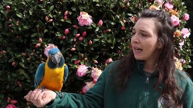 All About Macaws смотреть онлайн
