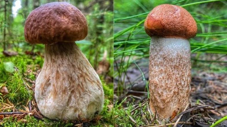 Первые благородные грибы сезона. Белые грибы и подосиновики 2022 смотреть онлайн