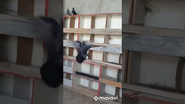 ВИНТОВЫЕ ГОЛУБИ САНЖАРА ВОТ ЭТО КАЙФ смотреть онлайн