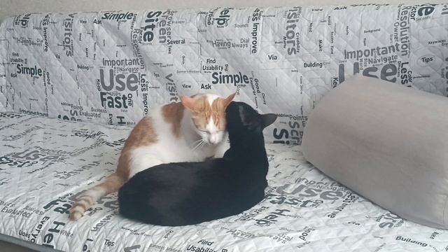 Кузя и девочка смотреть онлайн