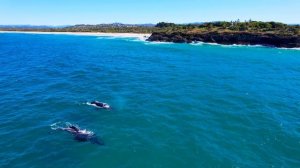 Самые милые животные в мире