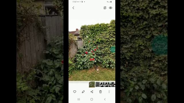 How to Take and Convert Black and White Photos on Android смотреть онлайн