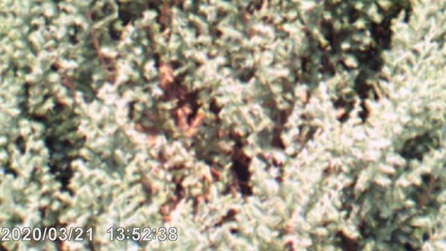 DSCF0004 Мой можжевельник