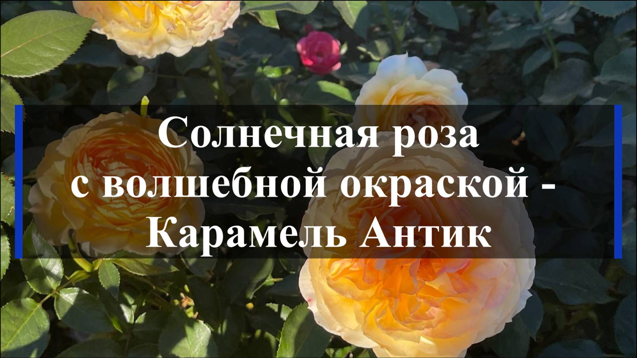 Солнечная роза с волшебной окраской - Карамель Антик смотреть онлайн