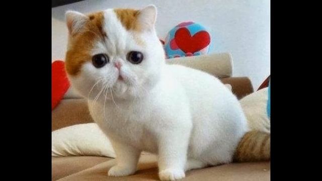 Funny cats: App for android смотреть онлайн