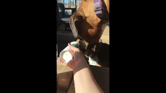 Starting Off Lucy's Birthday Week!! смотреть онлайн