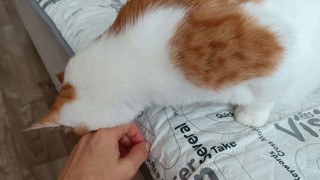 Кузя смотреть онлайн