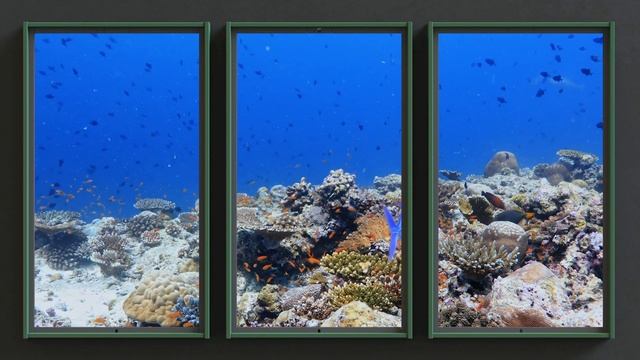 Underwater in Rangali - Maldives (Atmoph Window 2 full length panorama video) смотреть онлайн