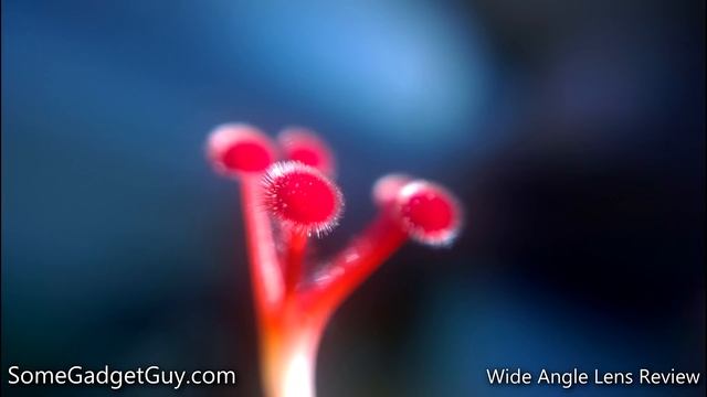 PhotoJoJo Smartphone Macro Lens Review on Lumia 1020 and 1520 (4K) смотреть онлайн