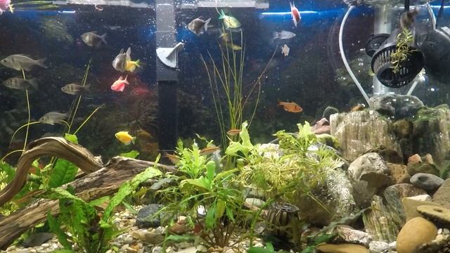 Fish Tank Aqua life relax 4k смотреть онлайн